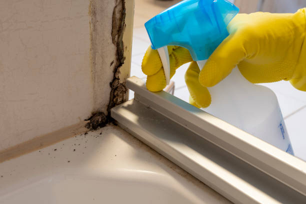Best Preventive Mold Services in Spencer, OK