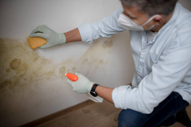 Best Emergency Mold Remediation in Spencer, OK