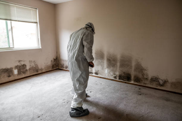 Best Commercial Mold Remediation in Spencer, OK